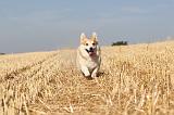 CORGI PEMBROKE 147